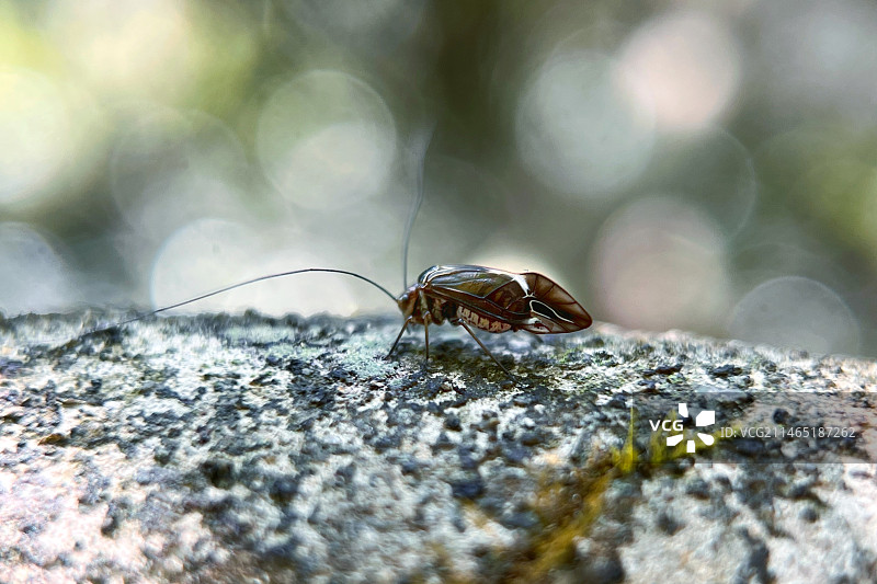 岩石上昆虫特写镜头图片素材