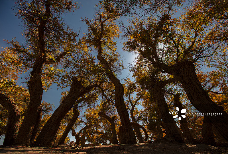 胡杨林、额济纳旗、黄色、三千年的风采图片素材