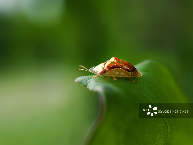 沐浴晨光~黄金龟甲虫图片素材