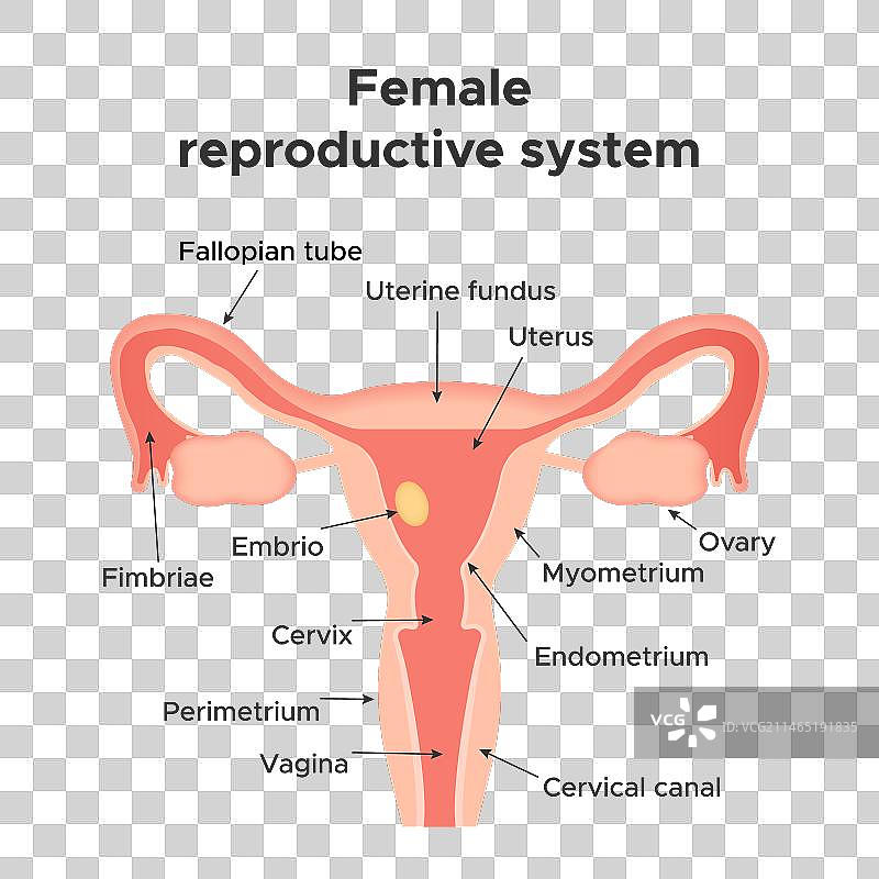 女性生殖系统图片素材