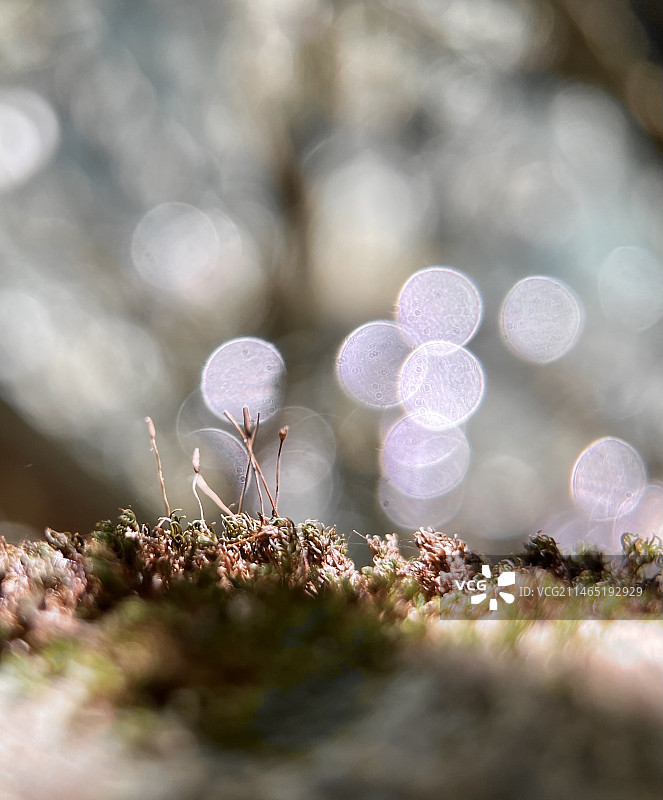 生命初现图片素材