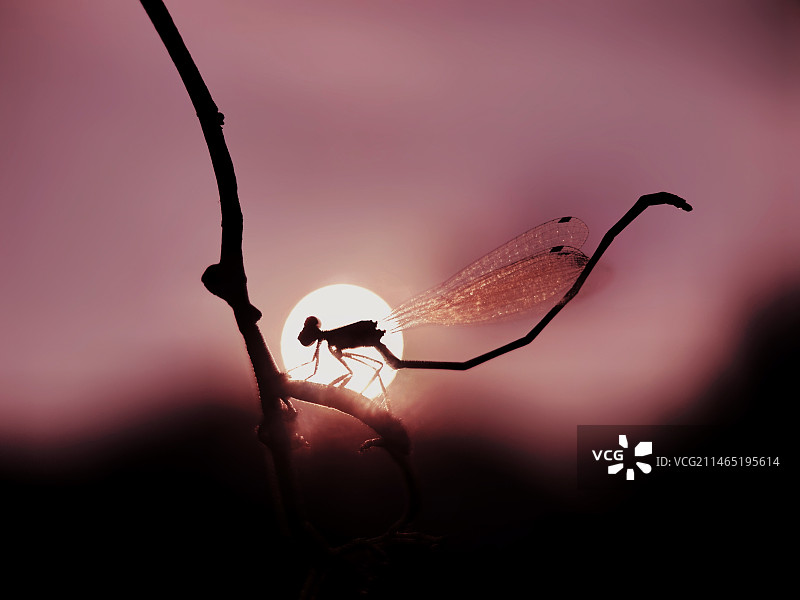 夕阳之舞图片素材