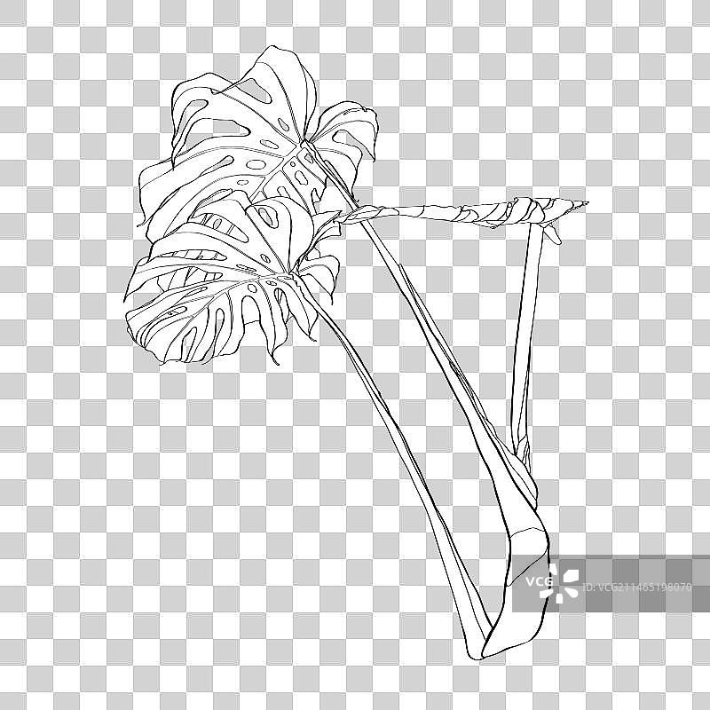 龟背竹热带植物填色书图片素材