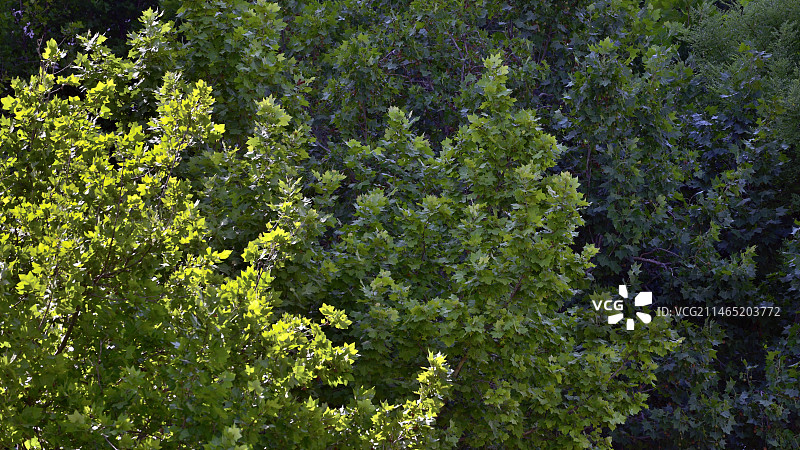 夏天阳光下的梧桐树林高角度观察图片素材