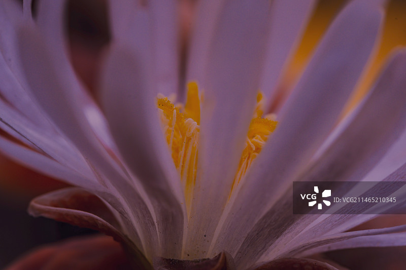 番杏科开花图片素材