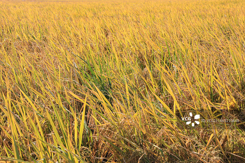 平沙稻田艺术节图片素材
