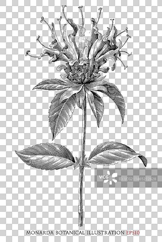 蜜蜂花植物复古黑白剪贴画图片素材