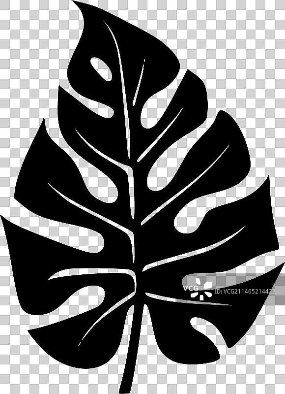 极简风格的蓬莱蕉剪影图片素材