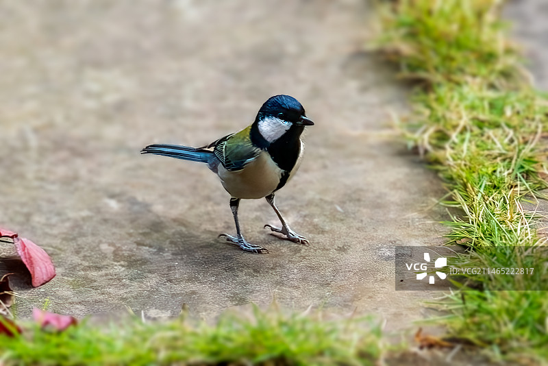大山雀图片素材