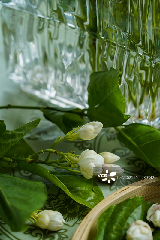 茉莉花特写图片素材