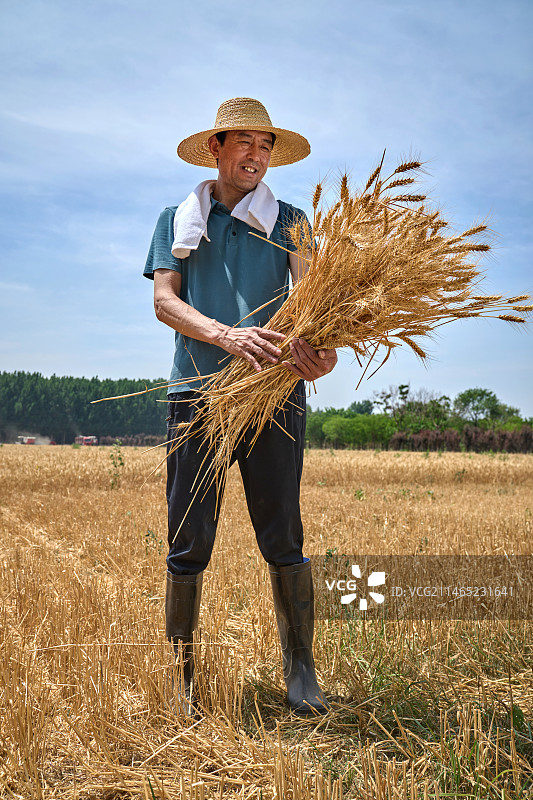 麦田里脸上洋溢着丰收喜悦的农民抱着麦穗图片素材