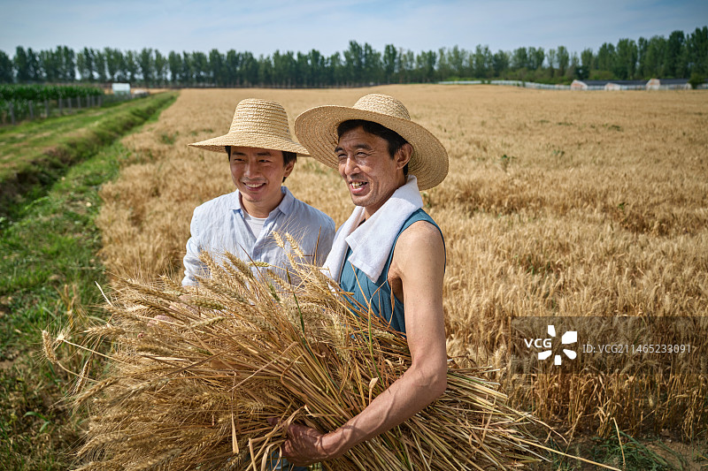 麦田里脸上洋溢着丰收喜悦的农民和科研人员图片素材