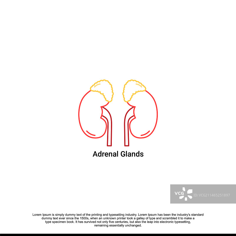 肾上腺图图片素材