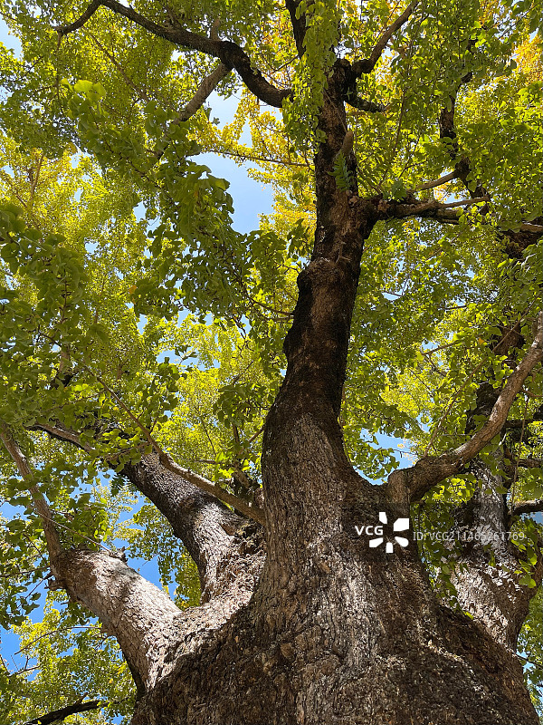 好大一棵树图片素材