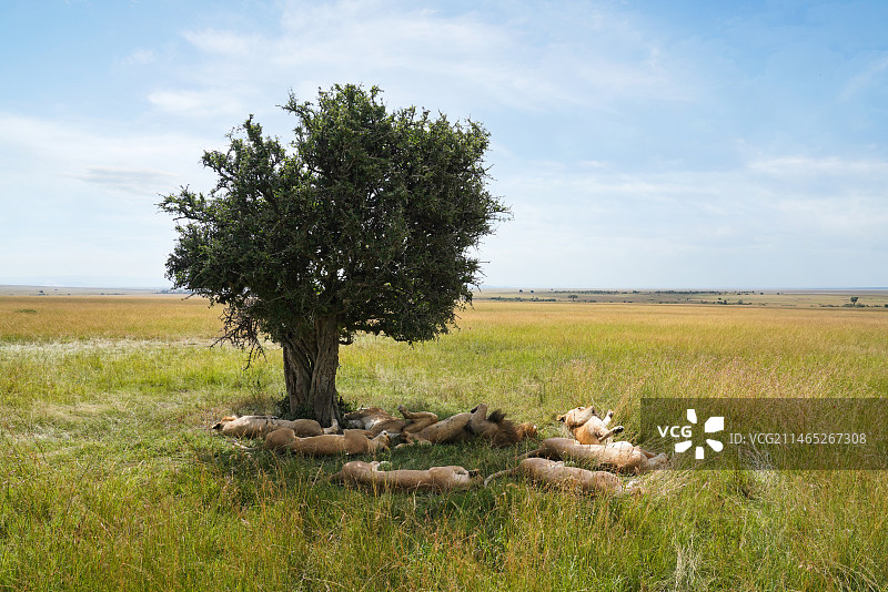 非洲肯尼亚草原上躺倒的狮子图片素材