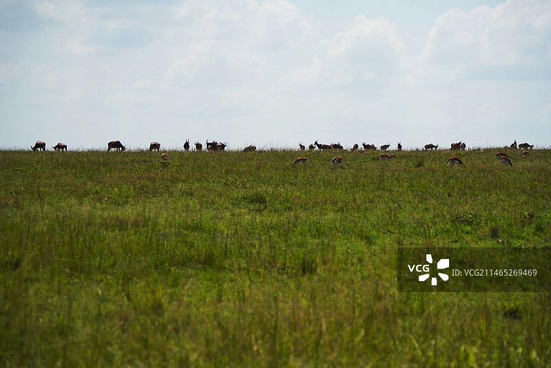非洲肯尼亚草原图片素材