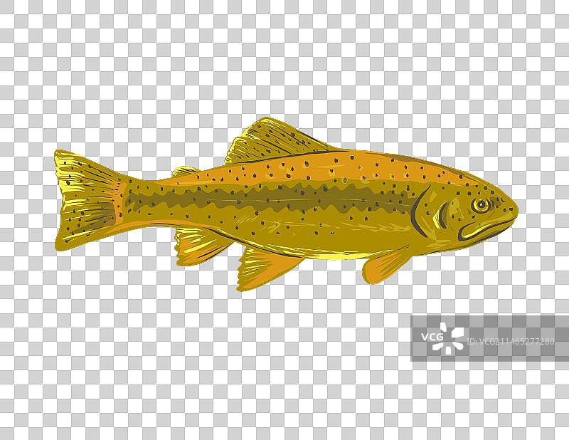 吉拉鳟鱼侧视图图片素材