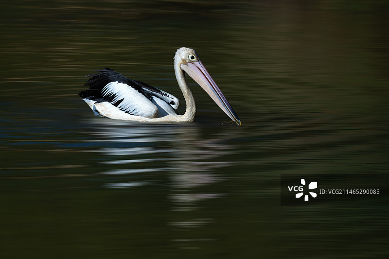 澳洲鹈鹕图片素材