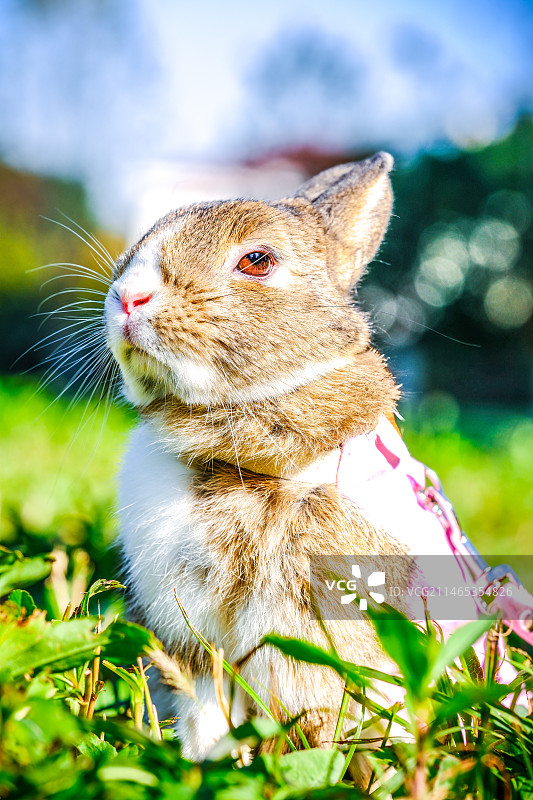 像极了兔子军人图片素材