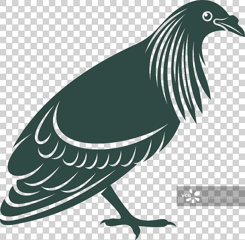 尼科巴鸠设计图片素材