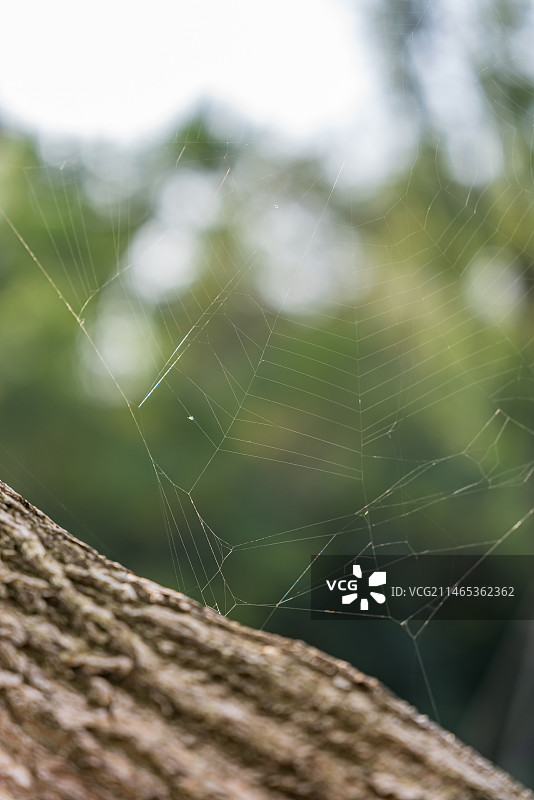 城市里逆光拍摄的蜘蛛网图片素材