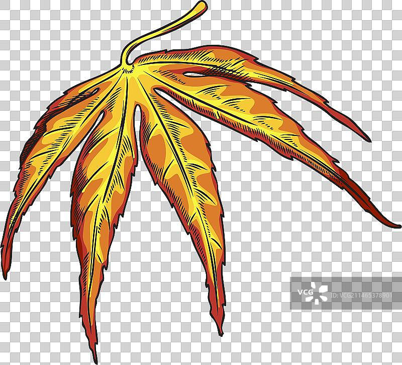 手绘秋季枫叶图片素材