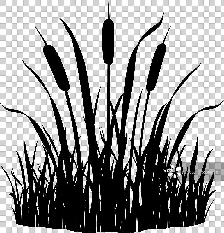 白色背景黑色草丛中的芦苇图片素材