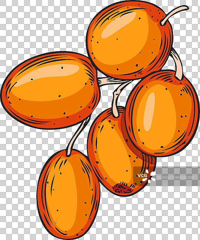 沙棘果浆果枝图片素材