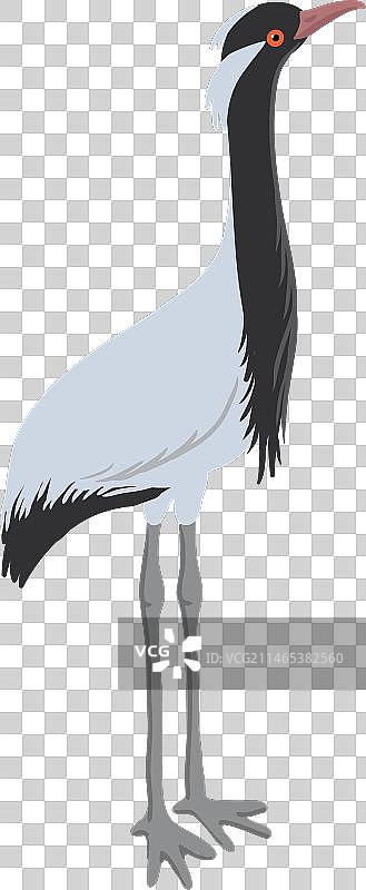 蓑羽鹤手绘图图片素材