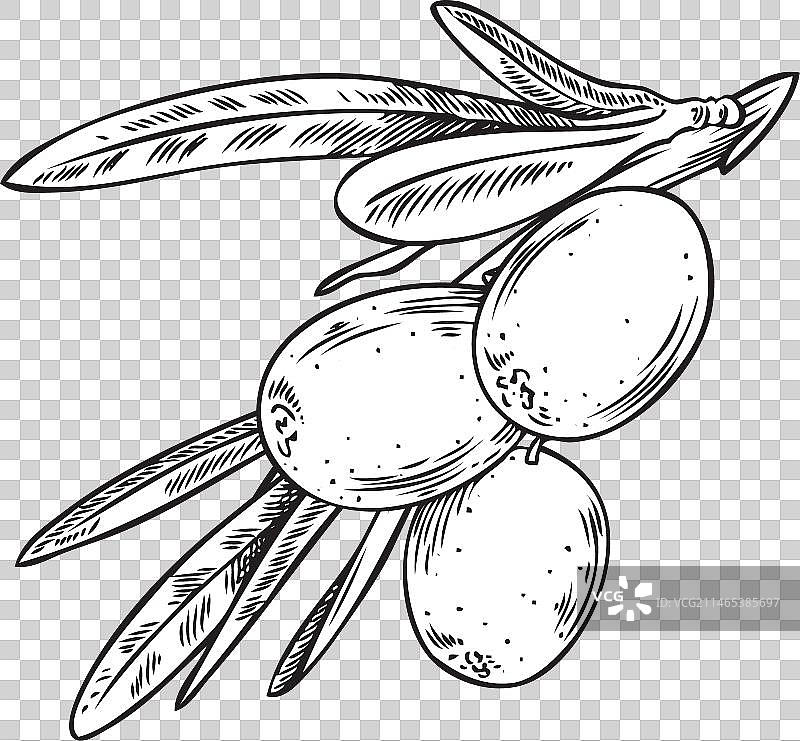 沙棘浆果与叶子图片素材