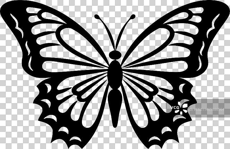 蝴蝶——黑白相间图片素材