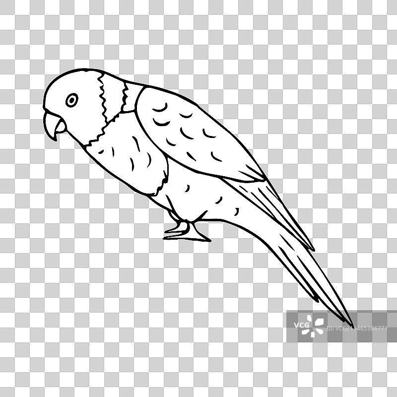 手绘鹦鹉素描图片素材