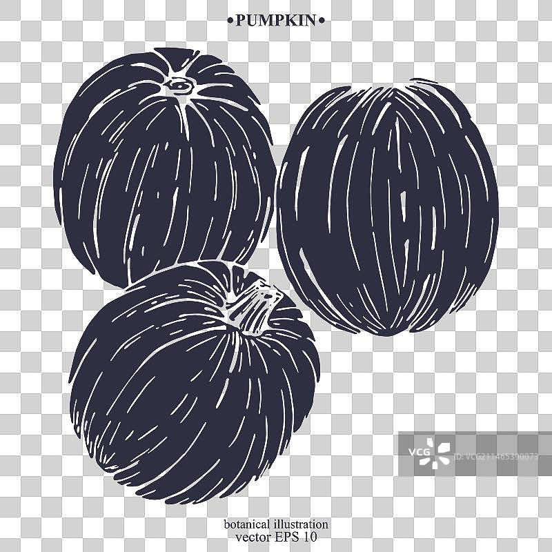 手绘南瓜图片素材