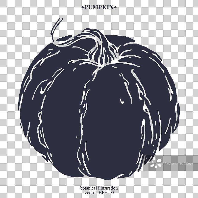 手绘南瓜图片素材