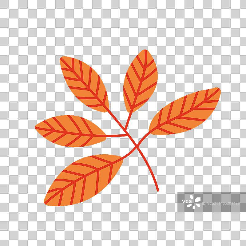 七叶树叶子图片素材