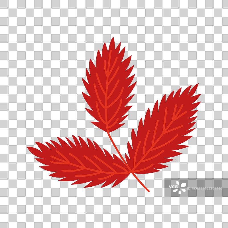 七叶树叶子图片素材