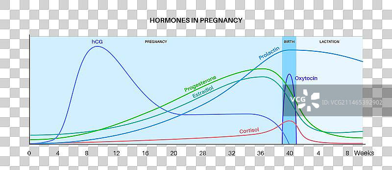 怀孕期间的激素图片素材