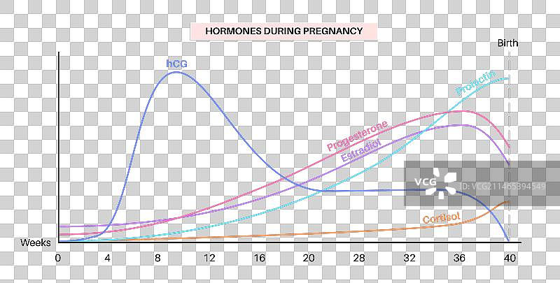 怀孕期间的激素图片素材