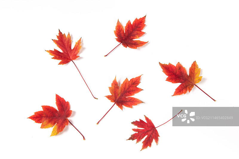 白色背景上的枫叶树叶图片素材