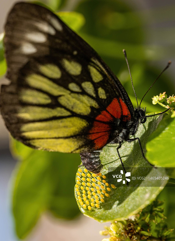 蝴蝶产卵图片素材