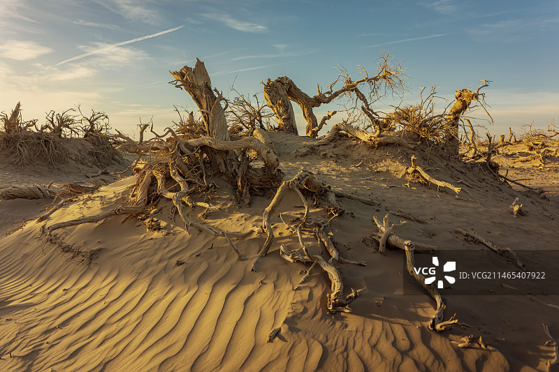 额济纳怪树林图片素材