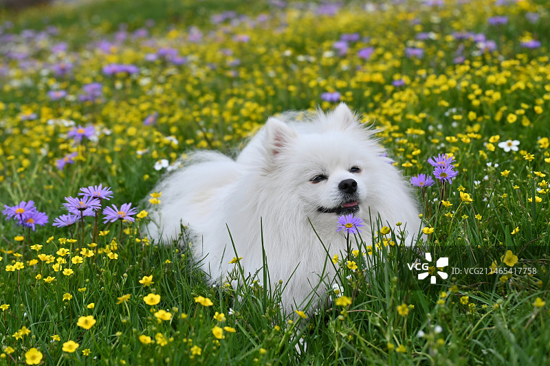 野花与小狗图片素材