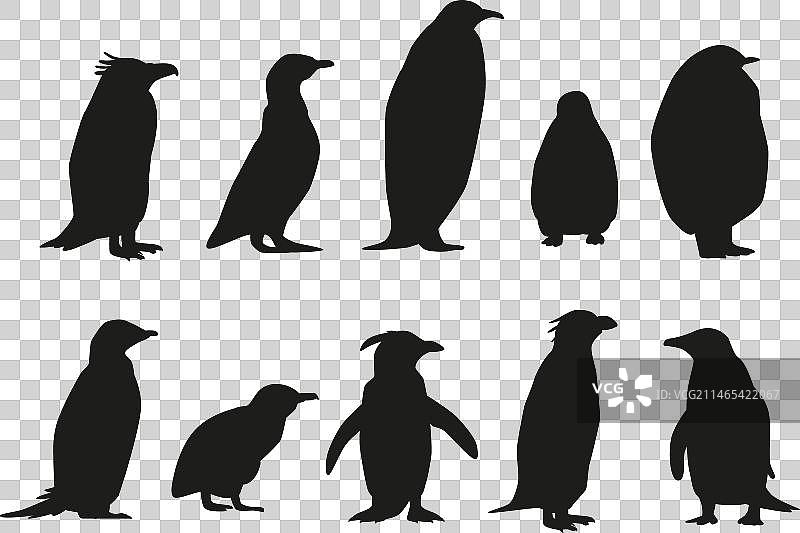 各种企鹅物种黑色剪影合集图片素材