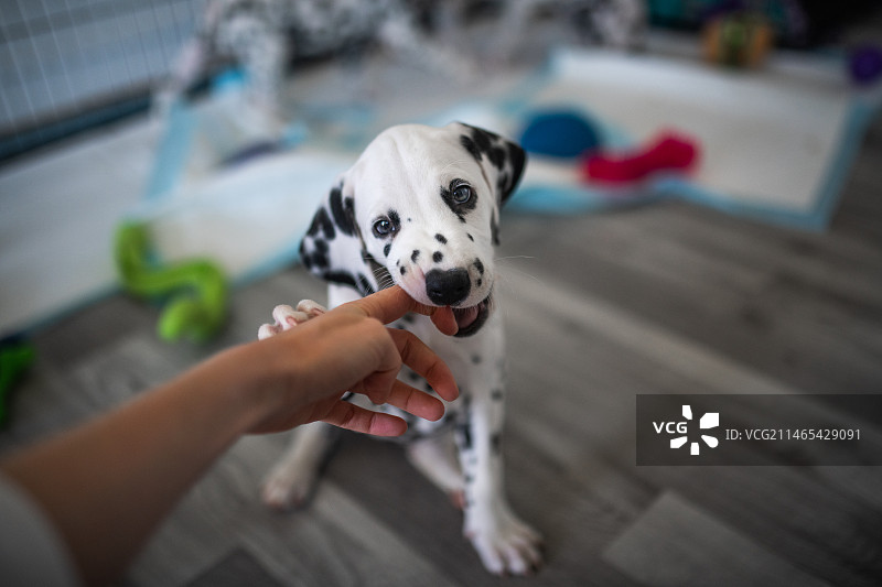 在波兰华沙，女性的手被斑点狗幼犬咬图片素材