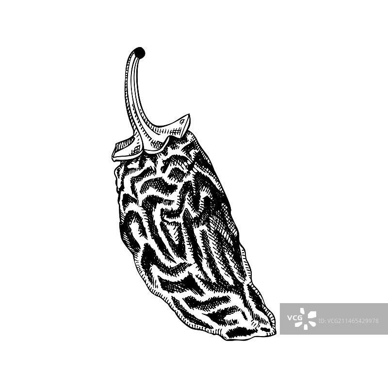 墨西哥辣椒干辣椒素描图片素材