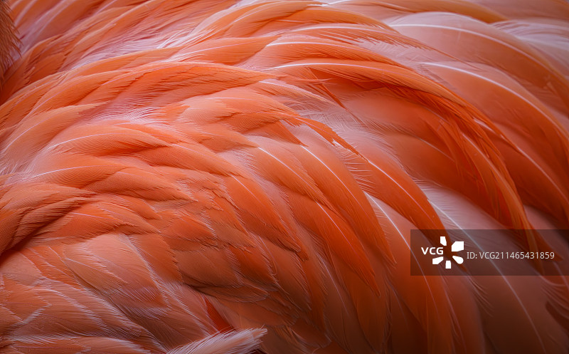 火烈鸟图片素材