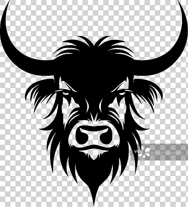 黑白相间的高地牛图片素材