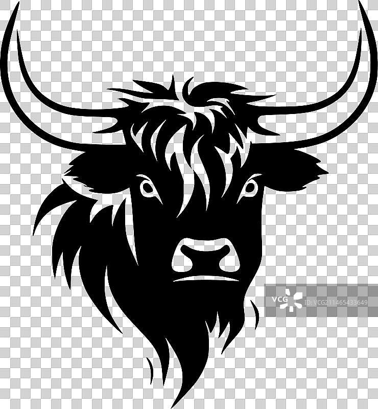 黑白相间的高地牛图片素材