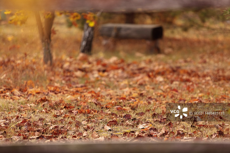 芬兰秋叶特写图片素材