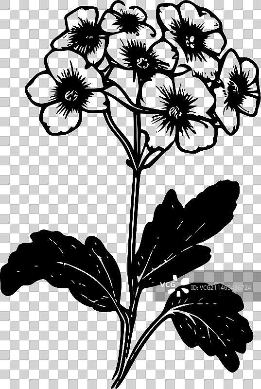 黑白报春花图片素材